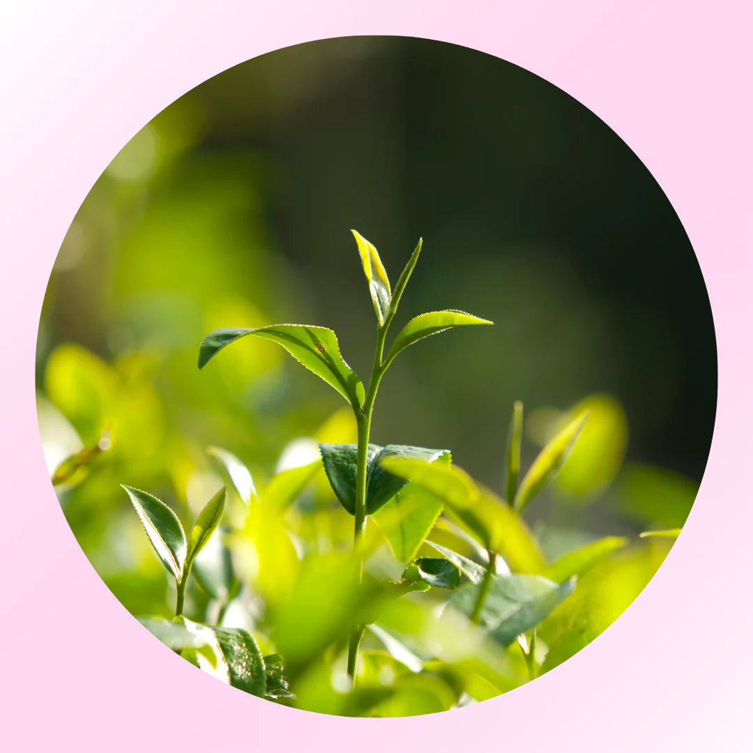 <h3>Tea Tree Oil</h3>