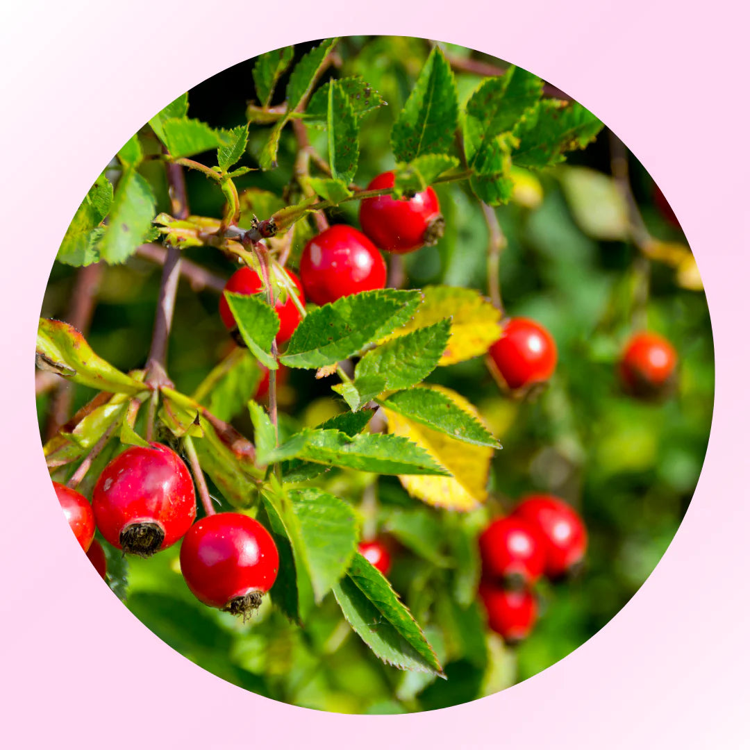 <h3>Rosehip Oil</h3>
