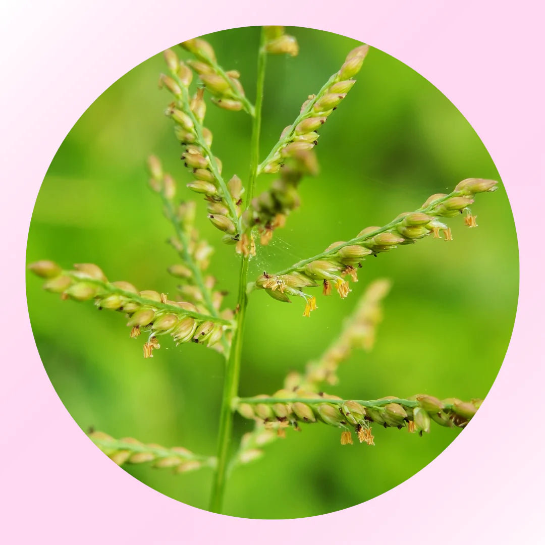 <h3>Cyperus Rotundus Oil</h3>